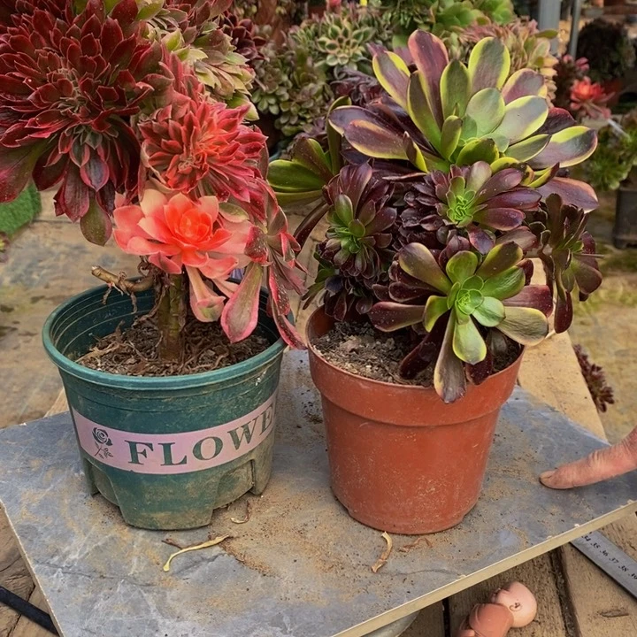 女神➕欧嘉莉缀化多肉1颗