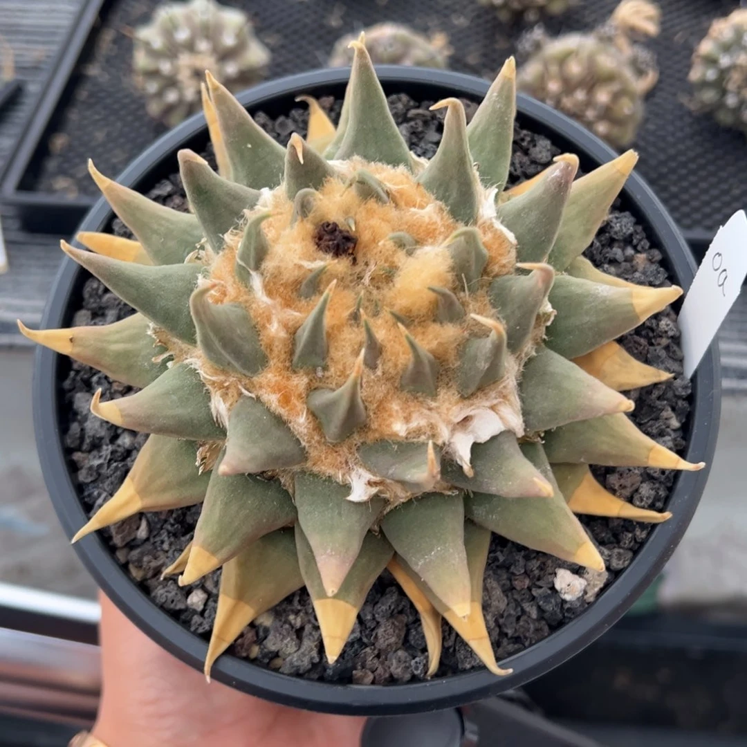 无花朵实生龙牙牡丹