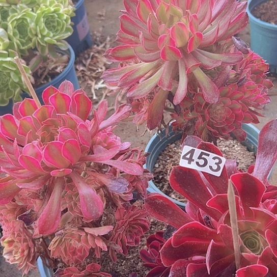 和***色多肉植物三个法师。