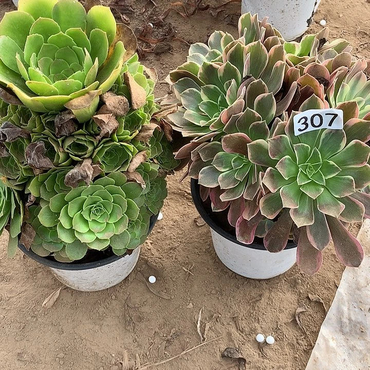 无花朵307绿眼，蓉➕金丝缺多肉植物组合