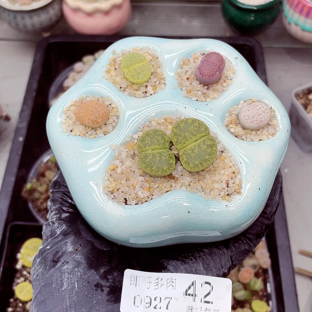 生石花满18包邮0927-42