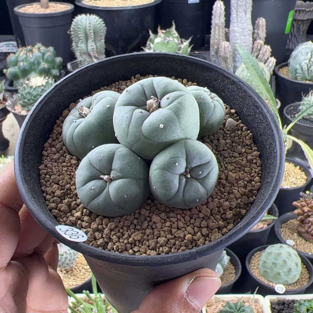草球实生群6.1一物一拍