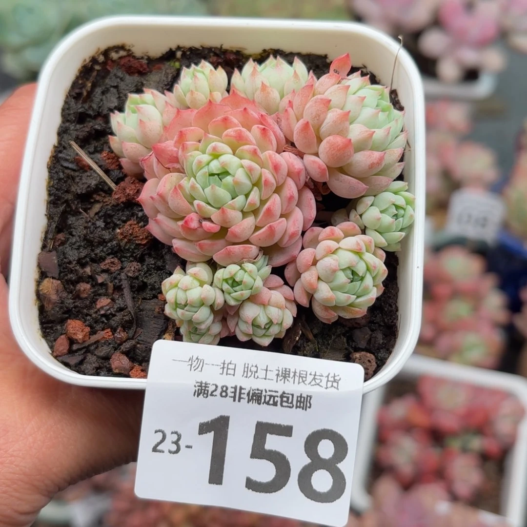 小粉梅多肉多肉多肉