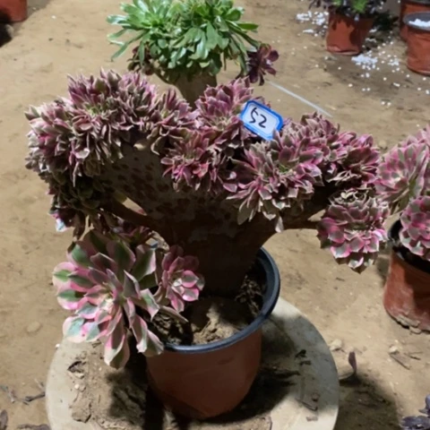 粉女巫缀一物一拍