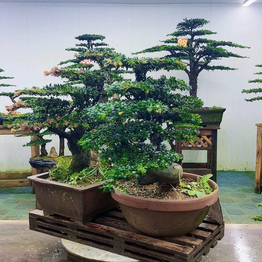 完全开放罗汉松盆景艺术