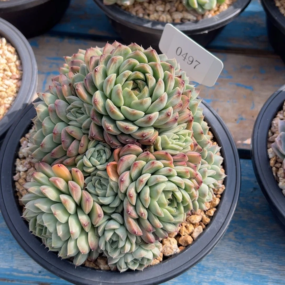 禾*壮0497多肉多多多多多