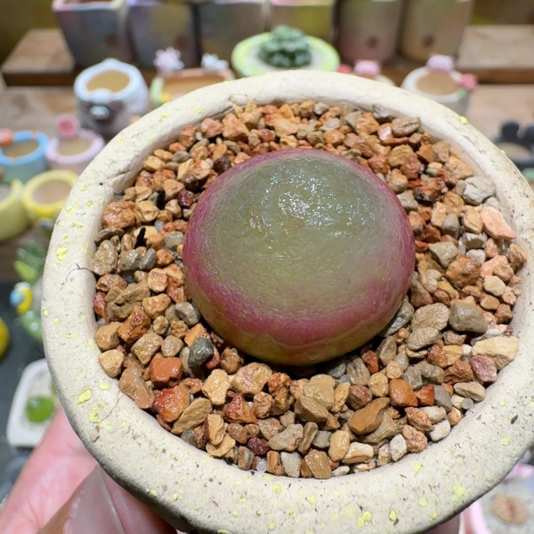 蘑菇1253灯泡多肉植物