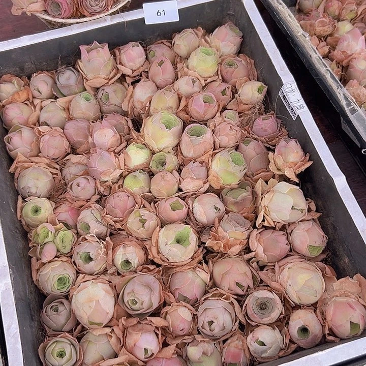 ?****山地玫瑰多肉植物山地61