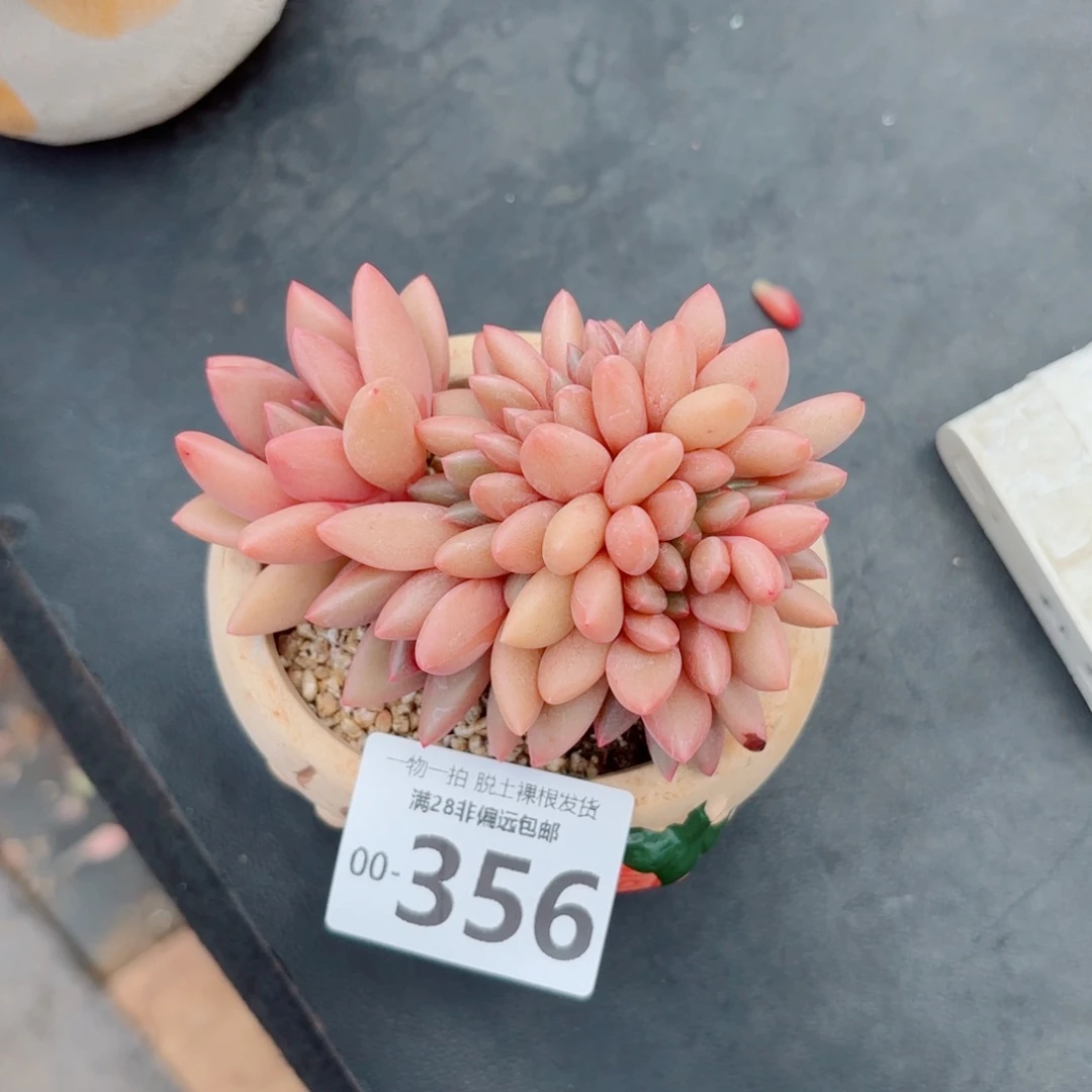 桃花源缀化老桩多肉多肉多肉