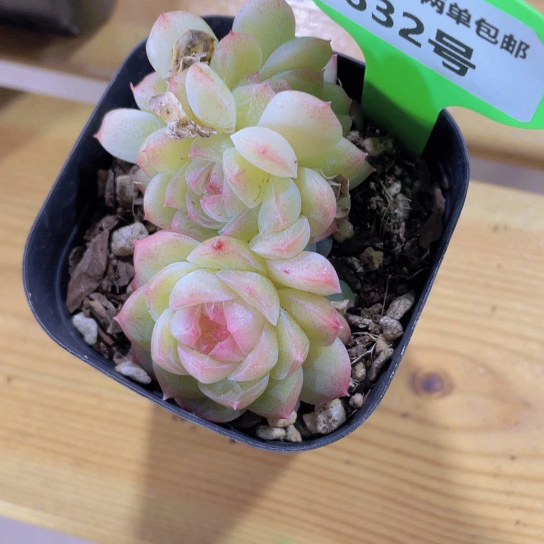 632号 珍妮白桃汽水多头群
