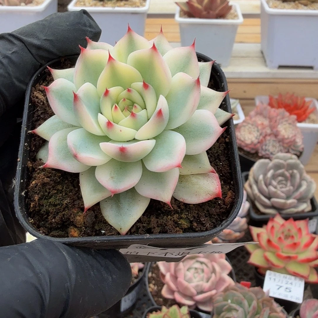 1124-77吉娃娃锦单头