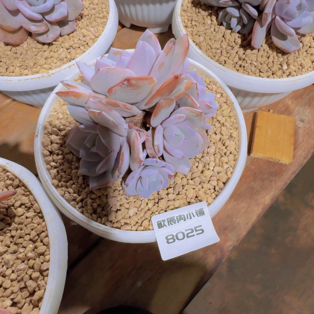 多肉植物奶茶群8025