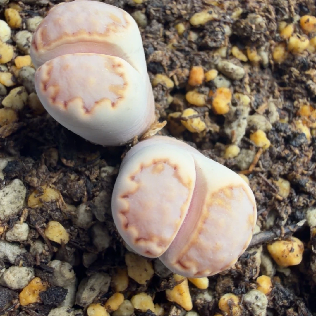 217饼干母本双头精品