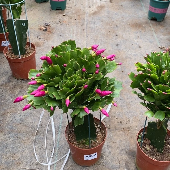 当前无花栽培后可以开花900嫁接砂轮