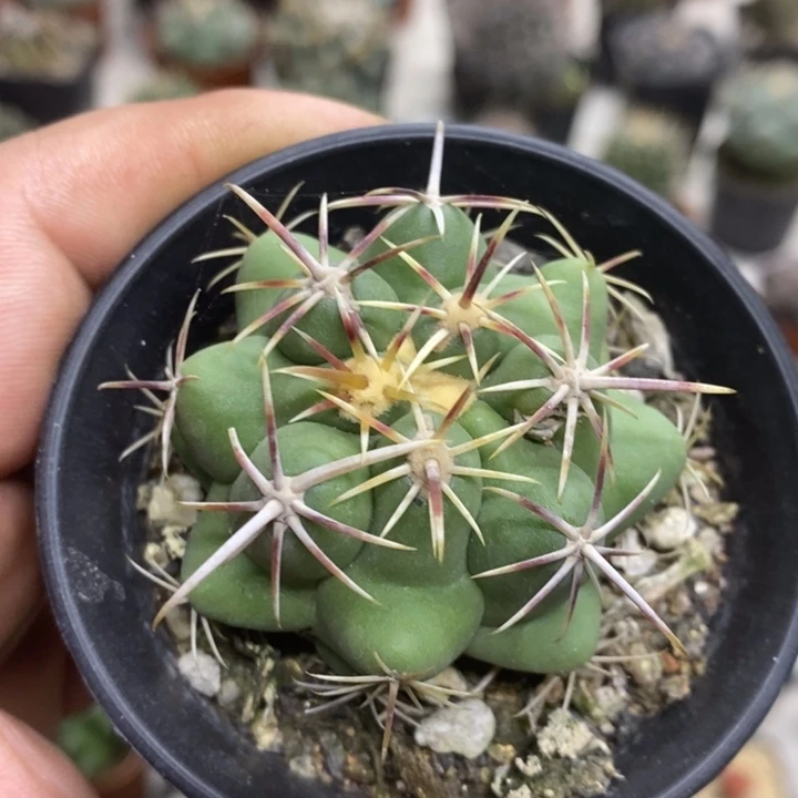 实生大红鹰特价福利