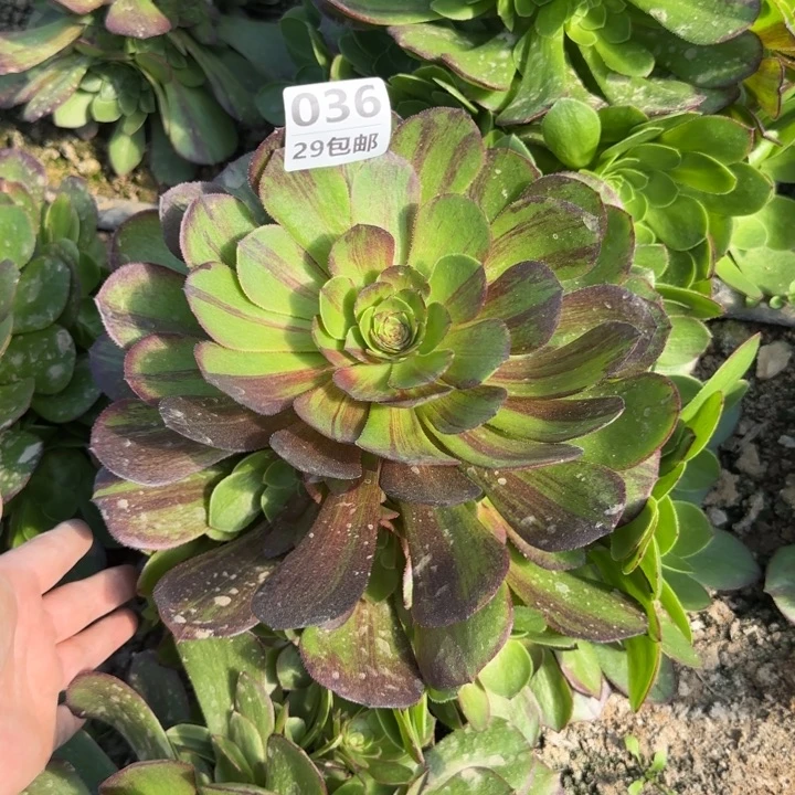 花月夜……多肉植物……