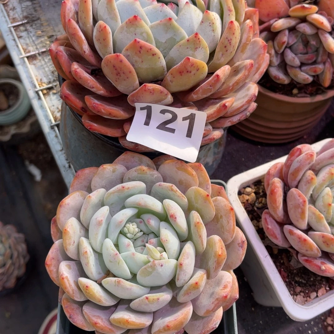 【闪购商品】导***啥121