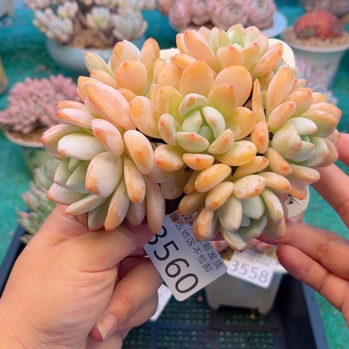 大3560。陈cbvvvbv