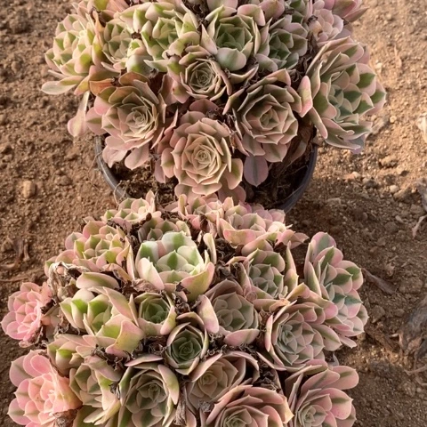 粉女巫法师多肉植物982