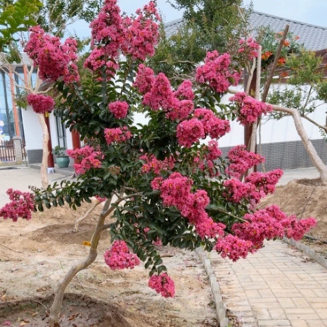 原生造型宫粉自然弯曲优美的盆栽地栽庭院植物