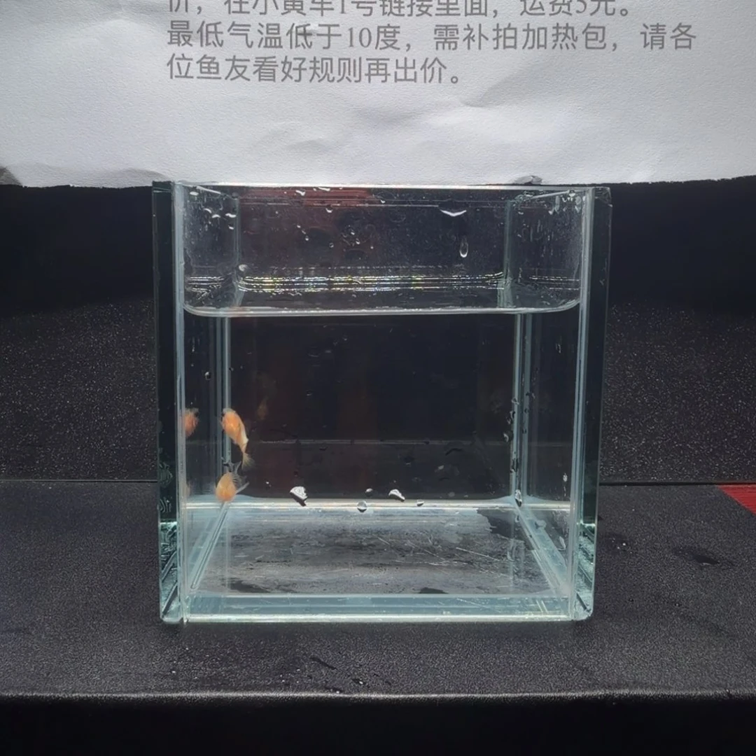 孔雀鱼幻彩粉猫1对