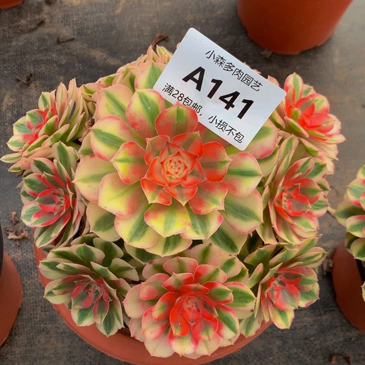 美*哒141荔枝不包生死