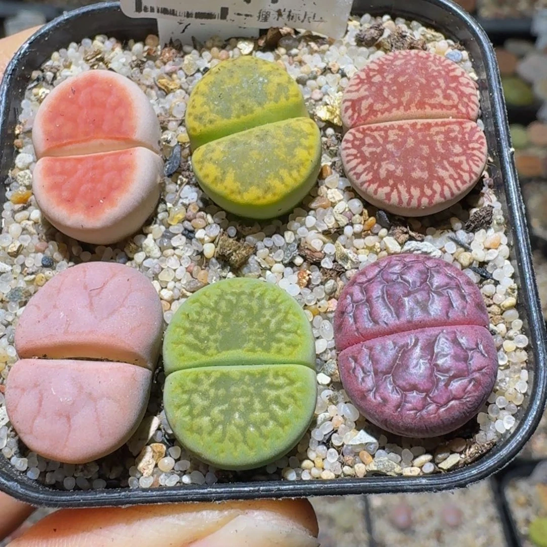 Sss捡漏价清仓了847