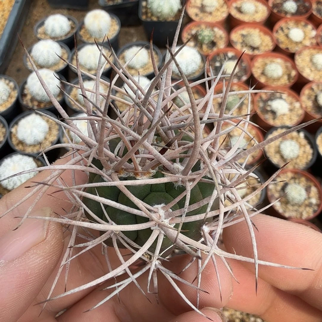 苗接裸鄂球多肉植物