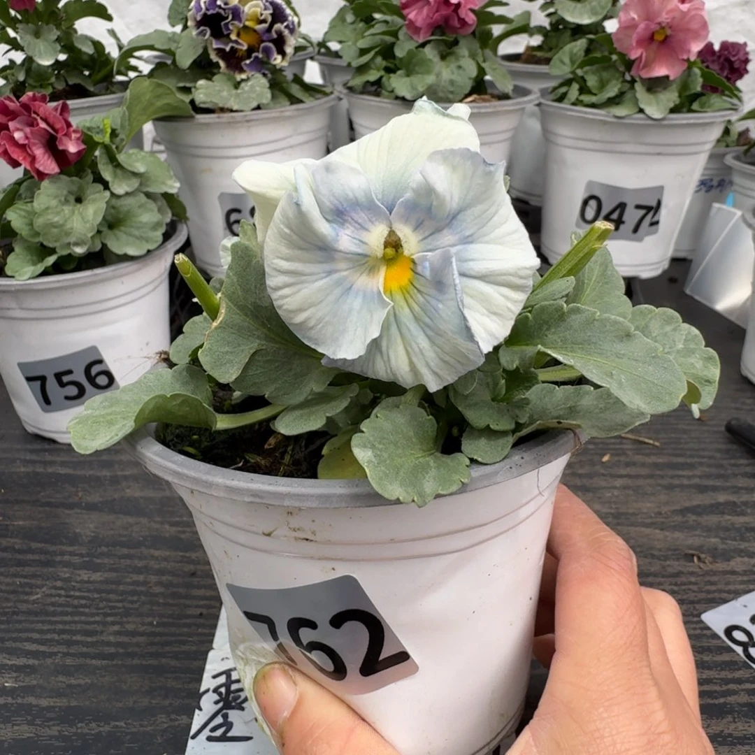 全部花朵762号蓝希尔