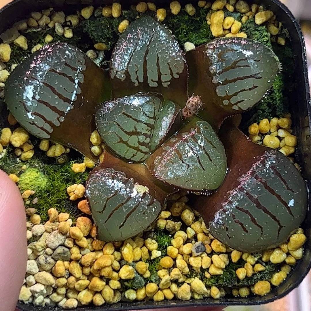 魔界十二卷多肉植物