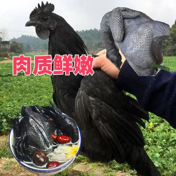 散养五黑鸡 肉质鲜嫩