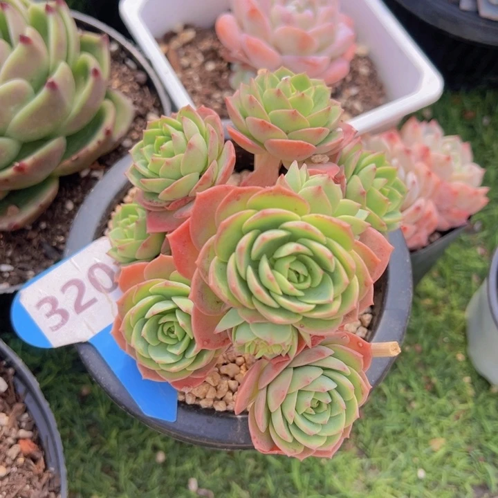 健健康康平平安安