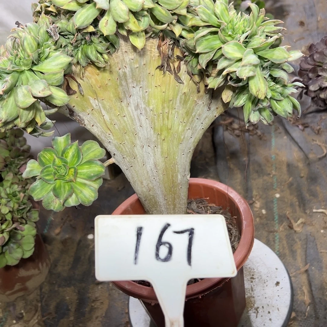 多肉植物幻影缀花167