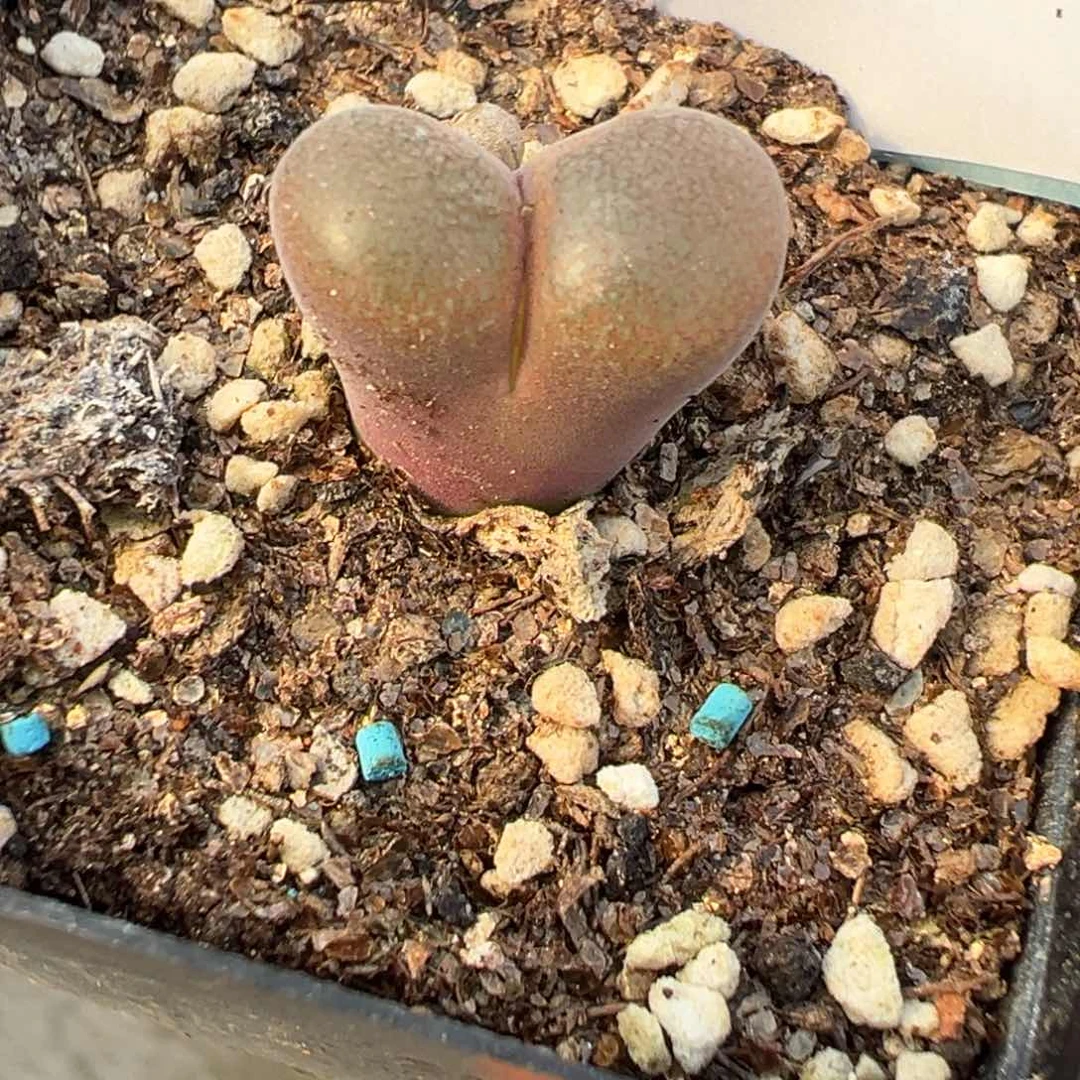 17-06肉锥多肉植物，