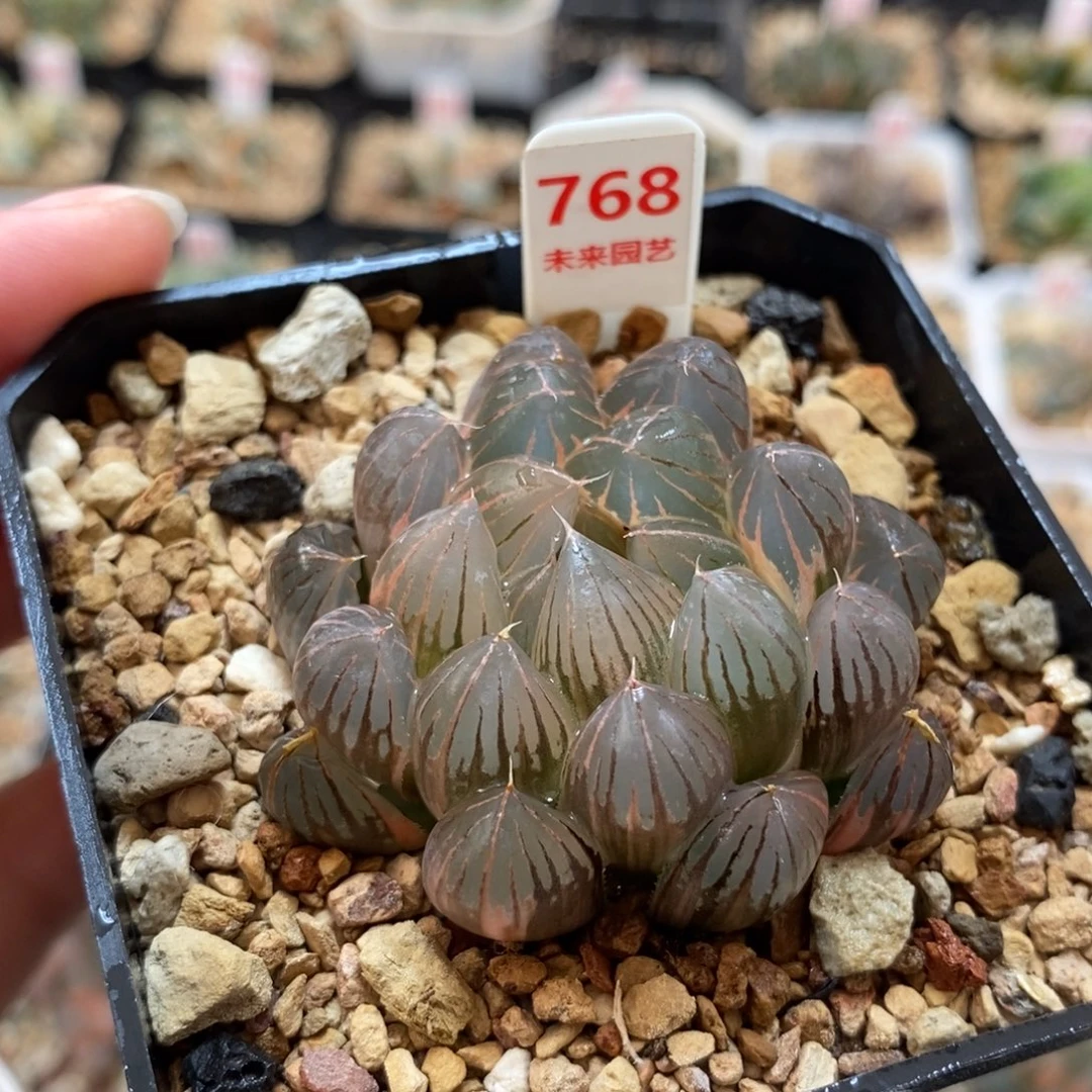 798湖斑霓虹灯玉露锦一物一图
