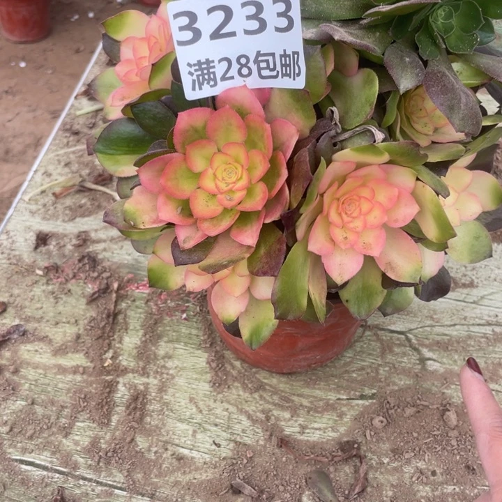 ღﾟ***3233二号棚雅典哪A