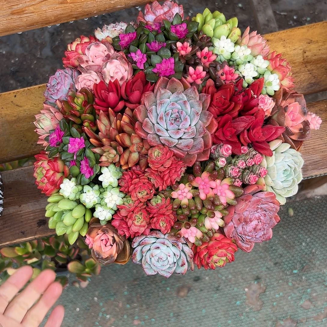 花好月圆多肉组合花园