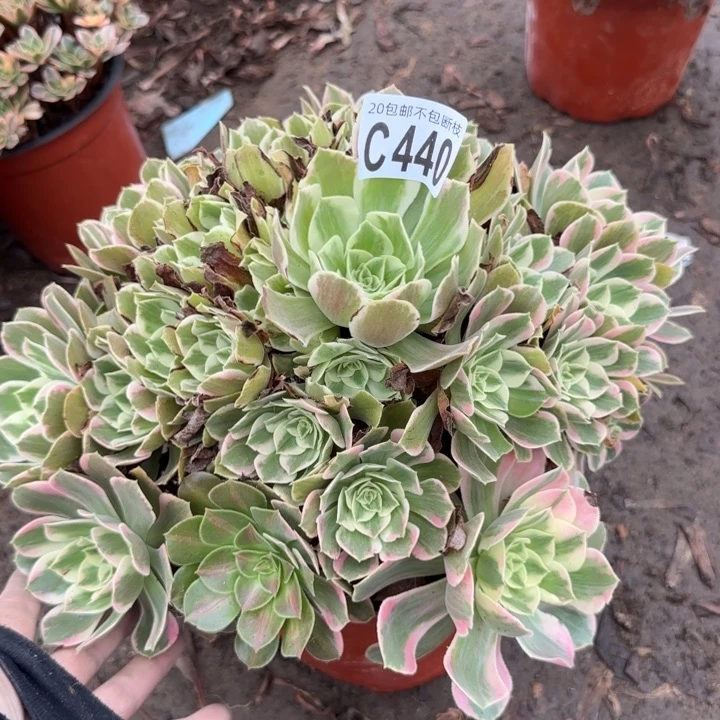 女妖……多头的……植物……