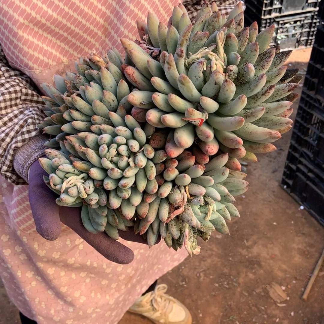 ?****老三多肉一物一拍家里所罗门221