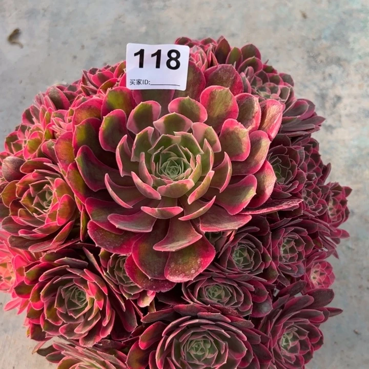 118妖月25厘米嫩庄