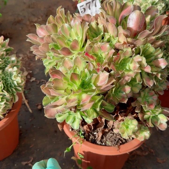 577韶华捧花肉植物满28包邮