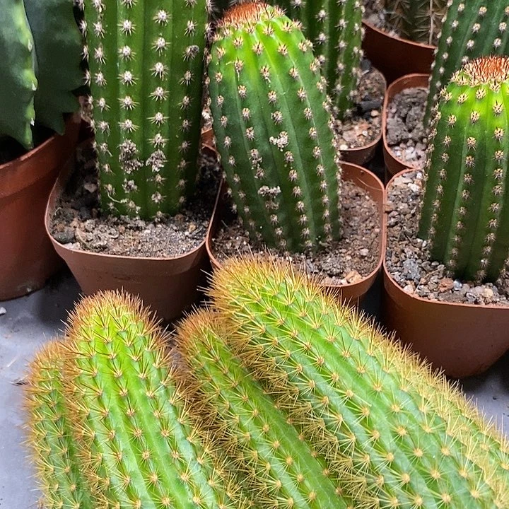 新品人鱼金妞侧芽6.88