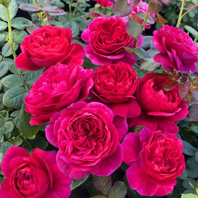 树桩红丝绒开花月季艾弗的玫瑰花树苏菲的玫瑰月季树苗地栽盆栽