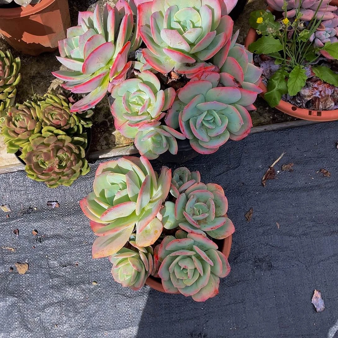 沉***调血凤多肉植物群2颗