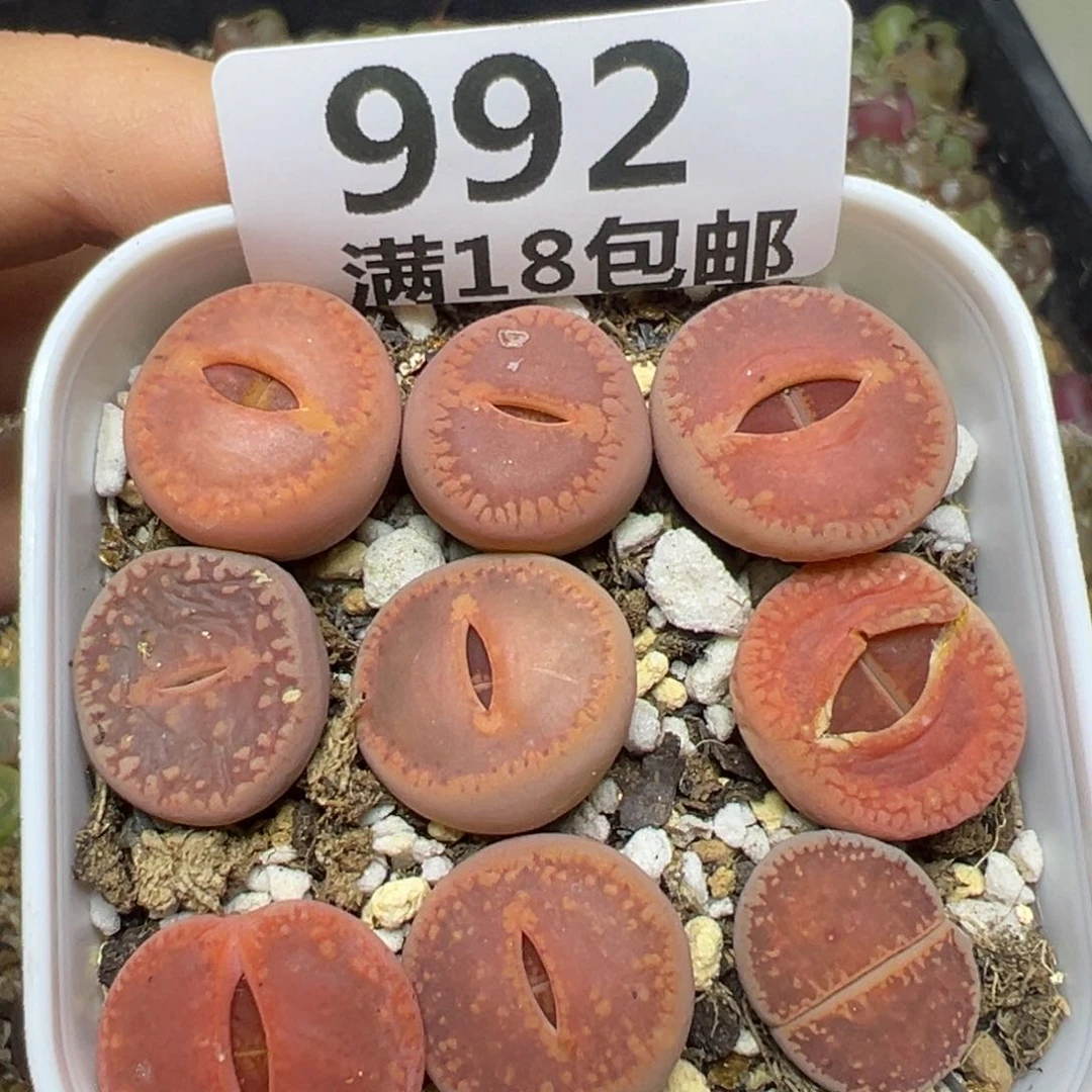 【闪购商品】992……