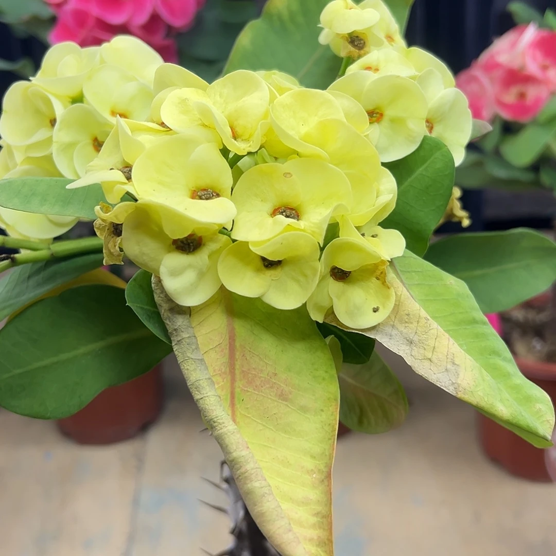 玉维莱泰国大花虎刺梅