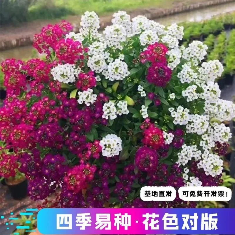 香雪球花种子籽室外庭院多年生耐寒花卉花籽地被花海室内阳台垂吊