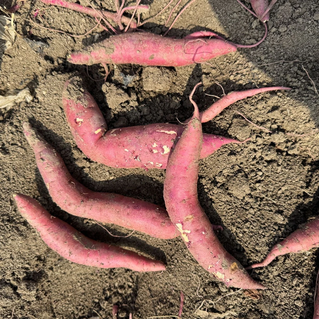 (畸形薯）正宗红瑶蜜薯地瓜当季新鲜番薯以糖化香甜软糯红薯