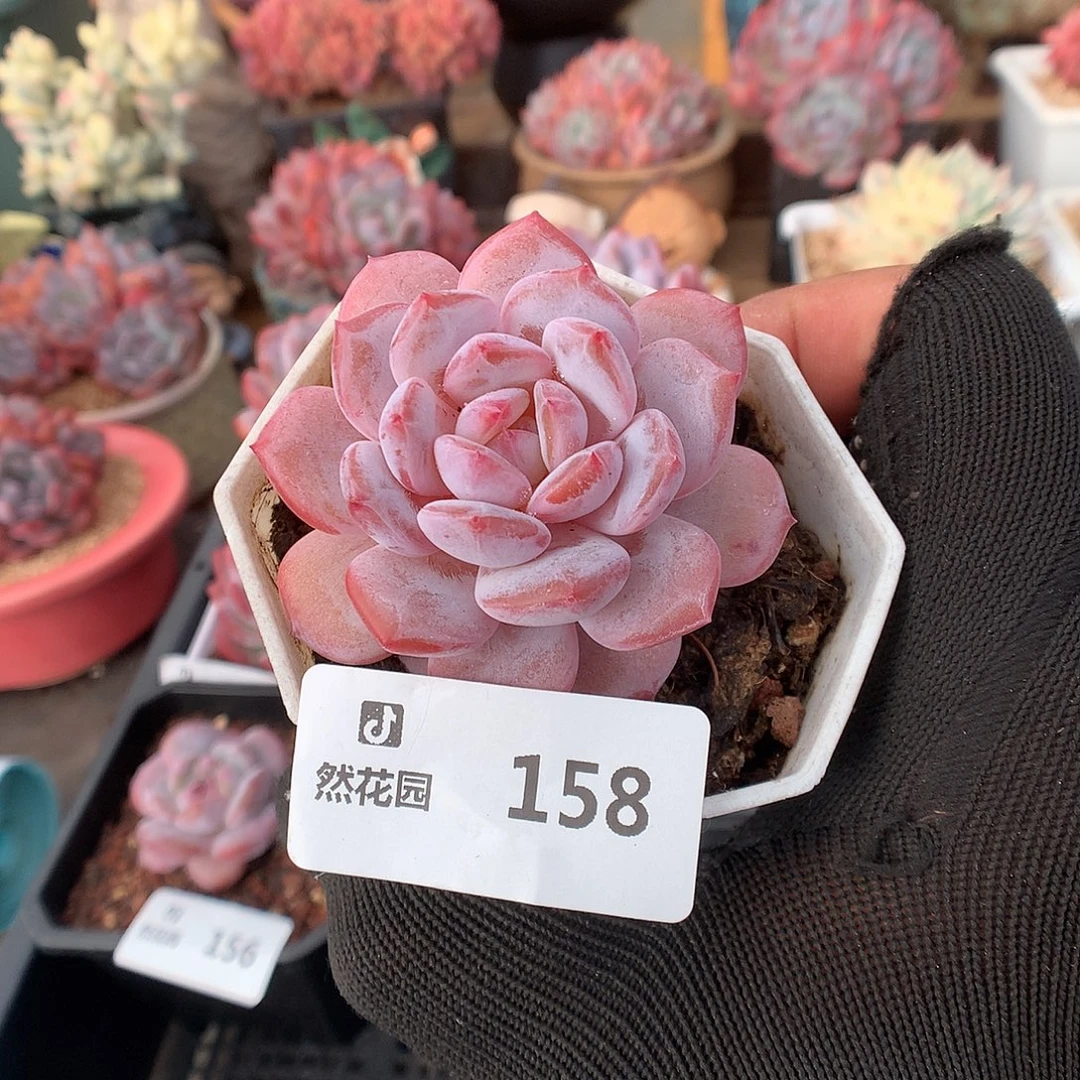 158星星橙多肉植物6666