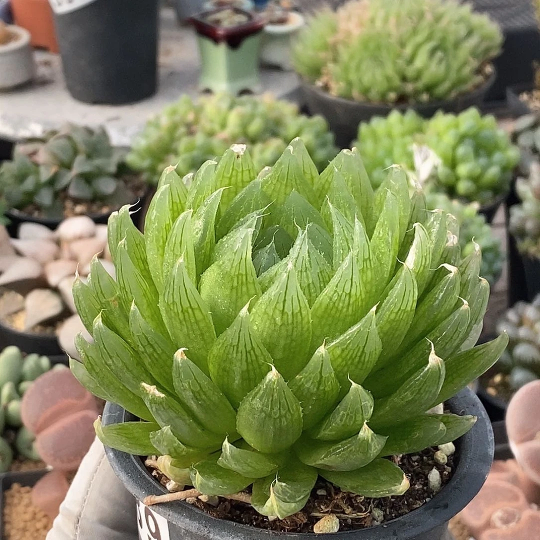 389 实生樱水晶大母本 带盆土